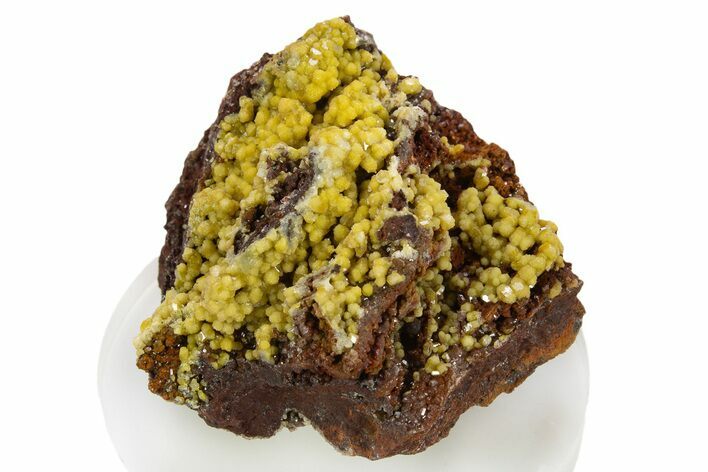 Sparkling Yellow-Orange Mimetite Crystal Cluster - Congo #335208